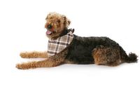 Burda Schnittmuster 7752 Hundemantel