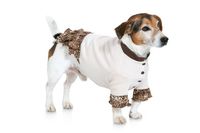 31333-BurdaSchnittmuster7752Hundemantel_7.jpg Burda Schnittmuster 7752 Hundemantel
