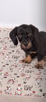 Dekostoff Leinenlook Hunde Dackel Dogs Life natur weiß rot 1.40m