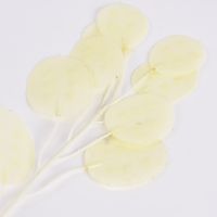 Kunstzweig Silberdollarfarn creme 20cm