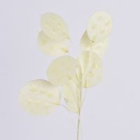 62119-Kunstzweig-Silberdollarfarn-creme-20cm-KW42-84410Capture0068.jpg Kunstzweig Silberdollarfarn creme 20cm