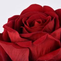 69730-Kunstblume-Rose-rot-75cm-KW39-120315Capture0080.jpg Kunstblume Rose rot 75cm