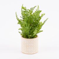 Sass & Belle Übertopf Rattanoptik Beton beige weiß 12.5x12cm