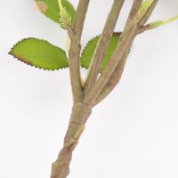 Kunstblume Prunus lila grün 58x15cm