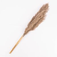 Pampasgras 3 Stiele getrocknet Naturmaterialien natur 76cm