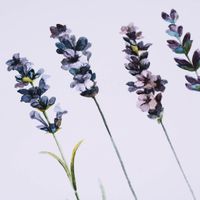 Print Lavendel einzelne Zweige Papier weiß violett grün A3 29.7x42cm
