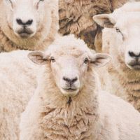 Dekostoff Baumwollstoff Halbpanama Sheep Flock Schafherde beige 1.40m