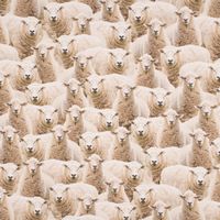82902-Dekostoff-Baumwollstoff-Halbpanama-Sheep-Flock-Schafherde-beige-1-40m-Breite-KW3-2023-209207Capture0104.jpg Dekostoff Baumwollstoff Halbpanama Sheep Flock Schafherde beige 1.40m