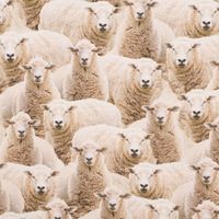 82902-Dekostoff-Baumwollstoff-Halbpanama-Sheep-Flock-Schafherde-beige-1-40m-Breite-KW3-2023-209216Capture0113_1.jpg Dekostoff Baumwollstoff Halbpanama Sheep Flock Schafherde beige 1.40m
