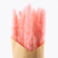 Pampasgras getrocknet Naturmaterialien pink ca.75cm