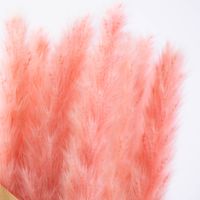 83125-Pampasgras-getrocknet-Naturmaterialien-pink-ca-75cm-KW6-2023-210541Capture0006.jpg Pampasgras getrocknet Naturmaterialien pink ca.75cm