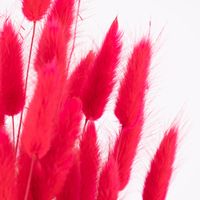 Trockenblumenstrauß Lagurus getrocknet Naturmaterial pink 70cm