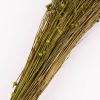 Clayre & Eef Getrockneter Flachs Bündel Trockenblumen grün 50-60cm
