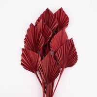 Clayre & Eef Getrocknete Palmenblätter Bund Trockenblumen rot 40-60cm