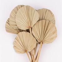 Clayre & Eef Getrocknete Palmenblätter rund Bund Trockenblumen natur 40-55cm