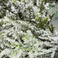 86062-Dekokranz-Zypresse-beschneit-Kunststoff-gruen-weiss-25cm-DSC-7010.jpg Dekokranz Zypresse beschneit - Nahaufnahme