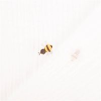91158-Musselin-Stoff-Bienen-wollweiss-gelb-1-30m-Breite--MG-6112.jpg Musselin Stoff mit kleinen Bienen – Weicher & hautfreundlicher Baumwollstoff für Babys & Kinder mit Rueckseite
