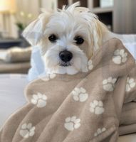 92331-Fleece-Stoff-Pfoten-weich-und-pflegeleicht-Beige-1-45m-Screenshot-2025-08-13-162758.jpg Weißer kleiner Hund sitzt auf einem Sofa und ist in eine beige Fleecedecke mit weißen Pfotenmotiven eingekuschelt.
