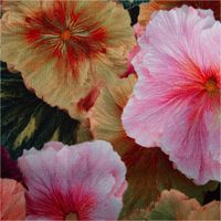 93151-French-Terry-Stoff-Blueten-Digitaldruck-rosa-bunt-angeraute-Innenseite-240g-qm-145cm-Breite-IMG-1644.jpg French Terry Stoff mit großflächigem Blüten-Digitaldruck in Rosa und Bunt – weicher Sweatstoff mit angerauter Innenseite, ideal für Pullover, Kleider oder gemütliche Loungewear - Nahaufnahme