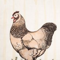 93774-Kissenhuelle-Hahn-Streifen-beige-gelb-braun-45x45cm-von-Clayre-und-Eef-IMG-5831.jpg Die hochwertige Kissenhülle Hahn Streifen beige gelb braun 45x45cm von Clayre & Eef besticht durch ihr rustikales Hahnmotiv auf gestreiftem Grund. Ein ländlicher Akzent für Ihr Zuhause - Nahaufnahme