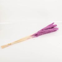 Das hochwertige Pampasgras getrocknet Bund mit 15 Stilen lila 70-80cm von Werner Voss besticht durch seine kräftige Farbe für ausdrucksstarke, edle und stilvolle Akzente in Ihrem Zuhause - Vollansicht