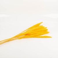 Das hochwertige Pampasgras getrocknet Bund mit 15 Stilen gelb 70-80cm von Werner Voss besticht durch seine leuchtende Farbe für sonnige, edle und stilvolle Akzente in Ihrem Zuhause - Detailaufnahme